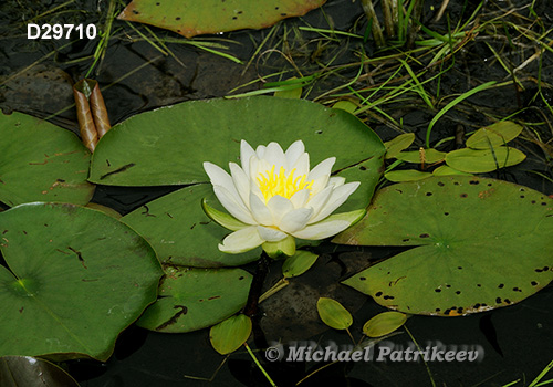 Fragrant Water-lily (Nymphaea odorata)